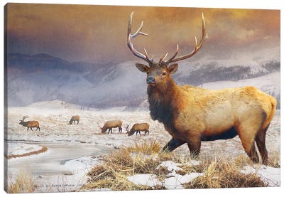 Jackson Refuge Elk Canvas Art Print - Elk Art