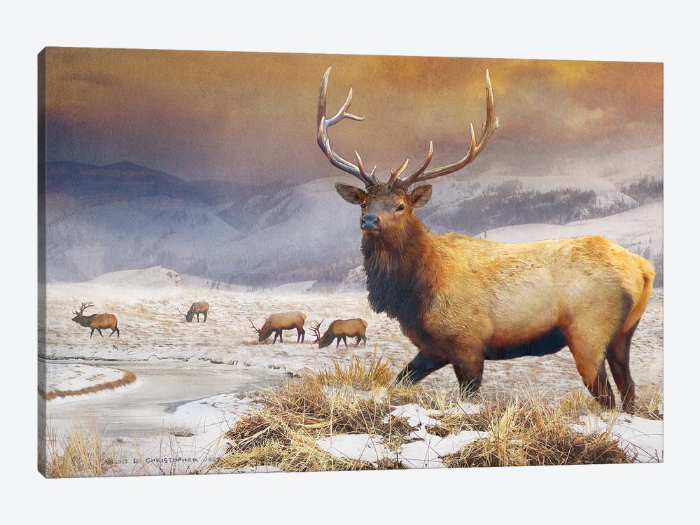 Jackson Refuge Elk by Christopher Vest 1-piece Canvas Artwork