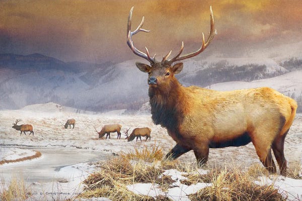 Christopher Vest: Jackson Refuge Elk by Christopher Vest