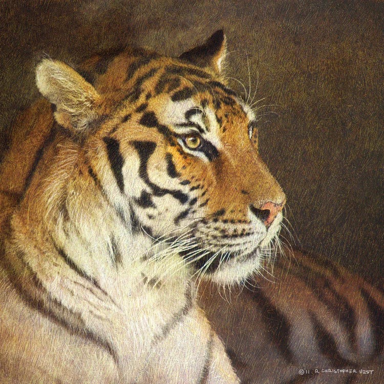 Tiger by Christopher Vest wall art