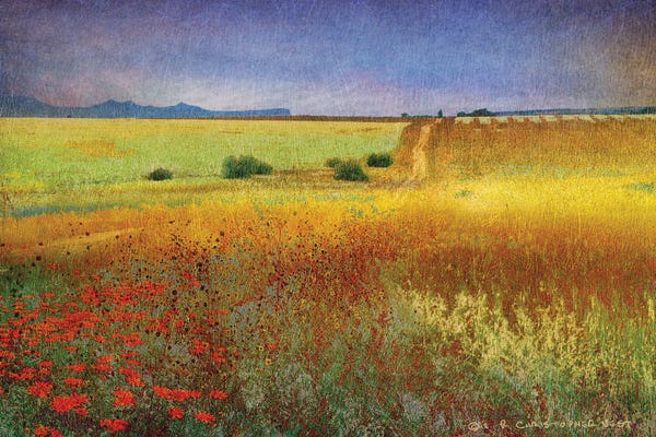 Christopher Vest: Branch Long Road by Christopher Vest