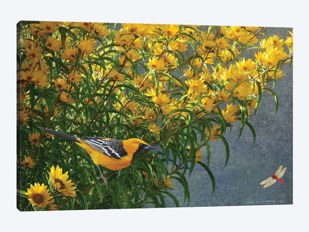 Yellow Flowers Oriole by Christopher Vest 1-piece Canvas Art Print