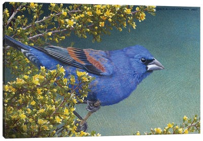 Blue Grosbeak Canvas Art Print