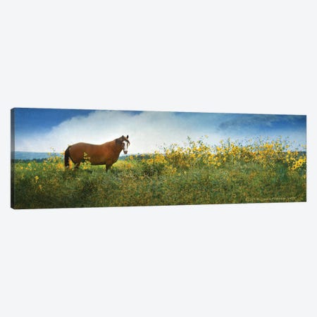 Horse in Flowers I Canvas Print #CHV24} by Christopher Vest Canvas Art Print