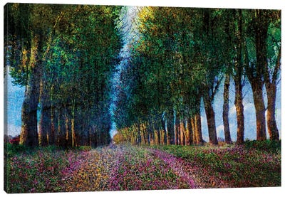 Row of Trees Provence Canvas Art Print