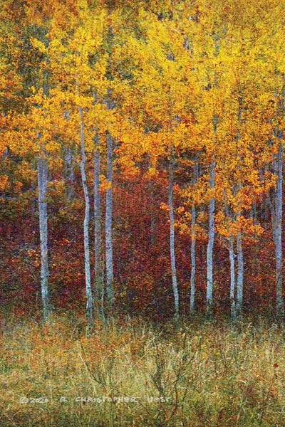 Aspen Forest Autumn Left by Christopher Vest metal wall art