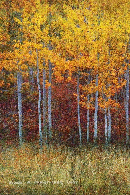 Aspen Forest Autumn Left by Christopher Vest wall art