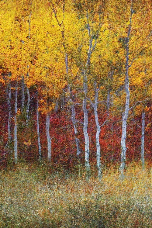Aspen Forest Autumn Right by Christopher Vest wall art