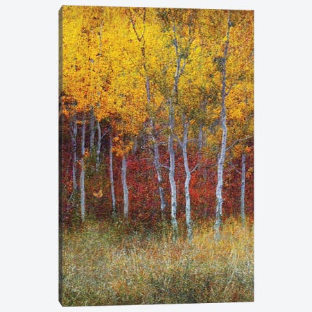 Aspen Forest Autumn Right Canvas Print #CHV31} by Christopher Vest Canvas Print