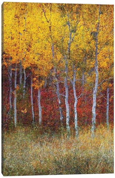 Aspen Forest Autumn Right Canvas Art Print
