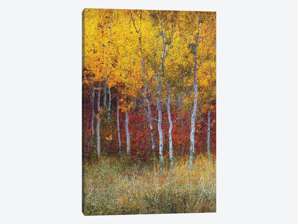 Aspen Forest Autumn Right by Christopher Vest 1-piece Art Print