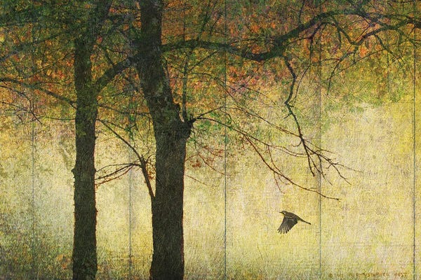 Christopher Vest: Forest Goldleaf by Christopher Vest