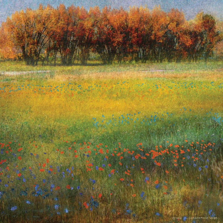 Meadow Flowers II by Christopher Vest wall art