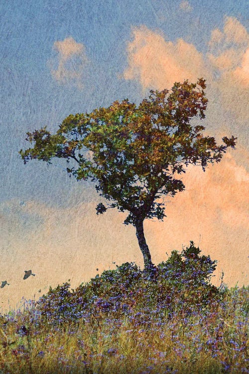 Oak Tree Left by Christopher Vest wall art