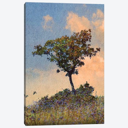Oak Tree Left Canvas Print #CHV42} by Christopher Vest Canvas Art