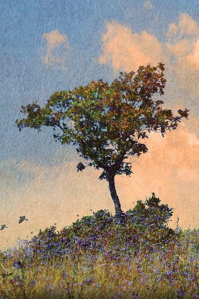 Oak Tree Left