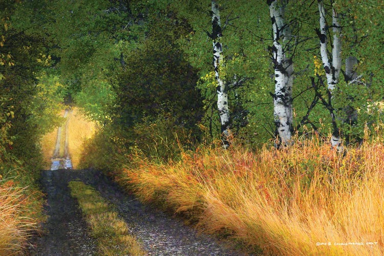 Road Thru The Trees by Christopher Vest wall art