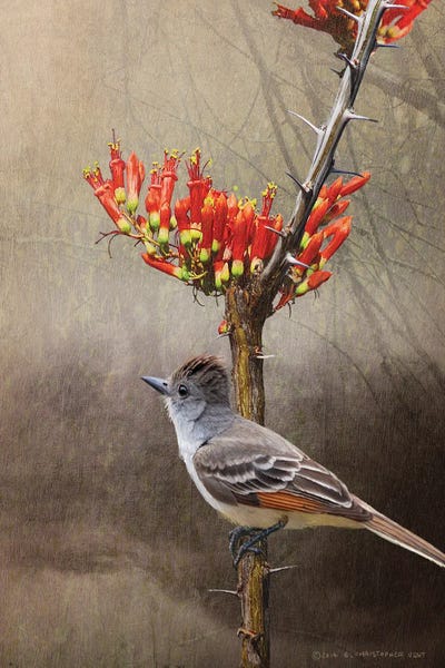 Ocotillo Flycatcher by Christopher Vest canvas print