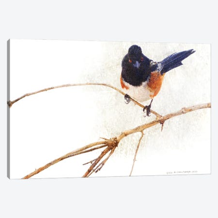 On The Branch IV Canvas Print #CHV55} by Christopher Vest Canvas Artwork