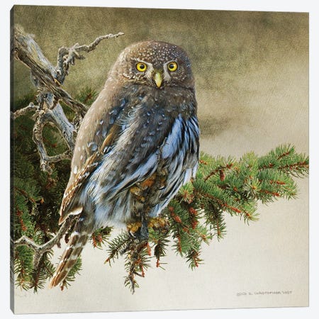 On The Branch VI Canvas Print #CHV57} by Christopher Vest Canvas Art