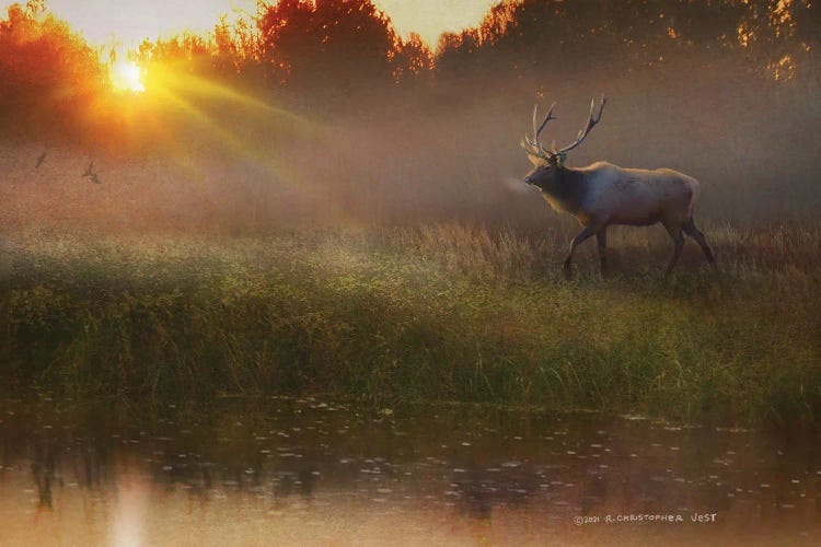 A Cool Drink (Bull Elk)