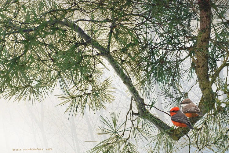 Bent Pine Bough With Vermillion Flycatchers