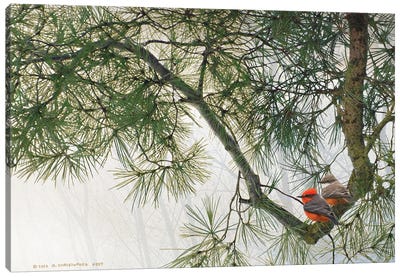Bent Pine Bough With Vermillion Flycatchers Canvas Art Print