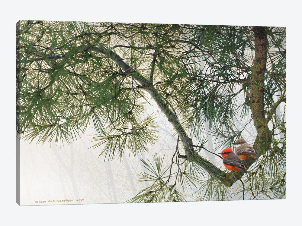 Bent Pine Bough With Vermillion Flycatchers by Christopher Vest 1-piece Canvas Art Print