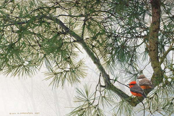 Christopher Vest: Bent Pine Bough With Vermillion Flycatchers by Christopher Vest