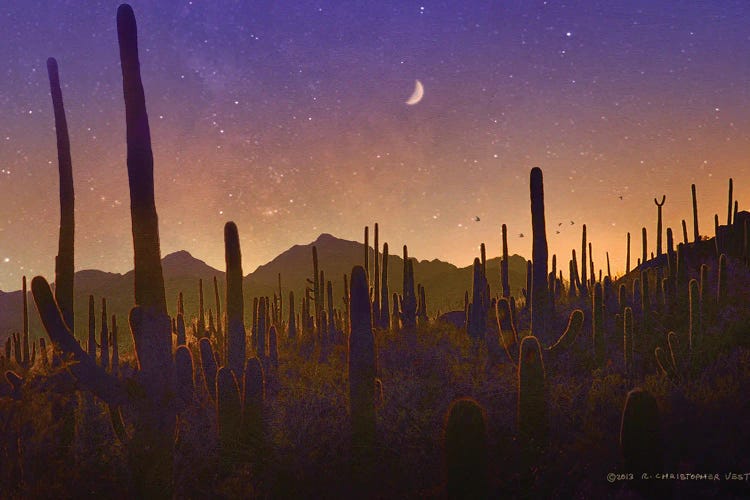 Lots Of Saguaros Silhouette