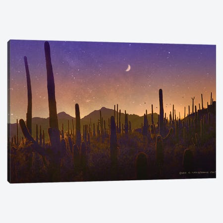 Lots Of Saguaros Silhouette Canvas Print #CHV60} by Christopher Vest Canvas Artwork