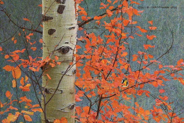 Birch Trees: Red Leaves On Gray by Christopher Vest