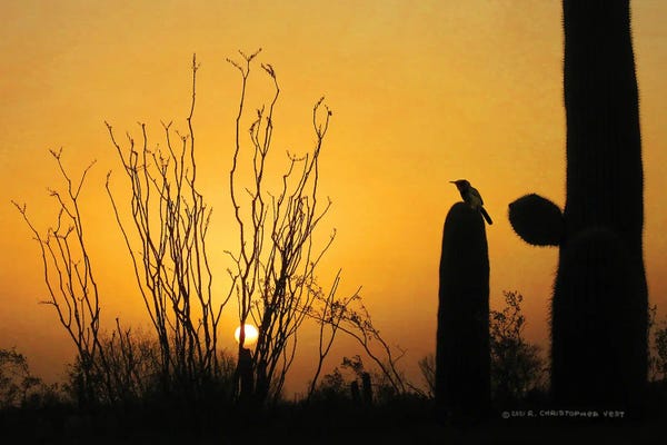 Christopher Vest: Sunset Cactus Wren by Christopher Vest