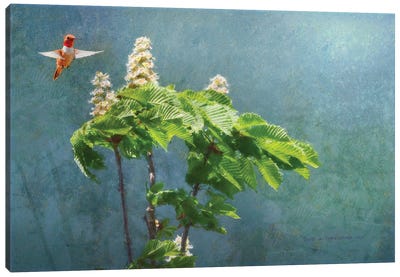 Windy Day Chestnut Blooms Canvas Art Print