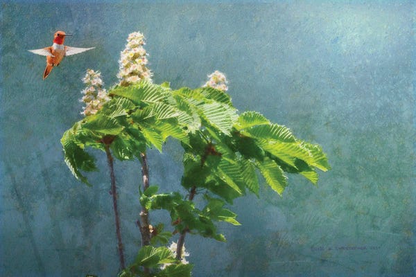 Christopher Vest: Windy Day Chestnut Blooms by Christopher Vest