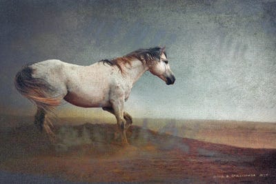 White Horse Dust Storm by Christopher Vest metal wall art