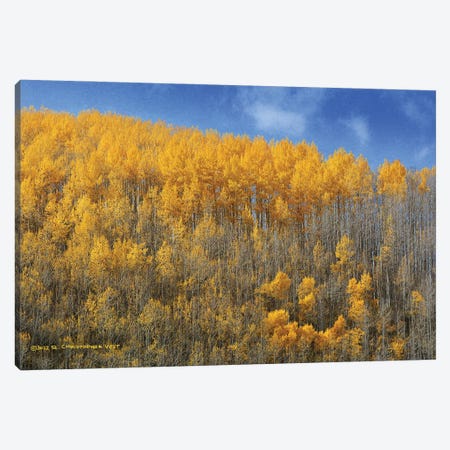 Ranks Of Aspen On Blue Canvas Print #CHV71} by Christopher Vest Art Print