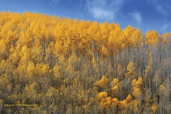 Aspen Trees: Ranks Of Aspen On Blue by Christopher Vest