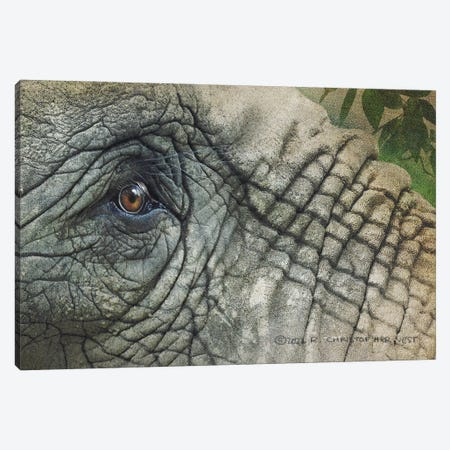 Elephant Eye Canvas Print #CHV72} by Christopher Vest Canvas Art Print