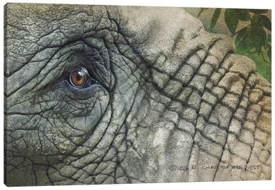 Elephant Eye Canvas Art Print