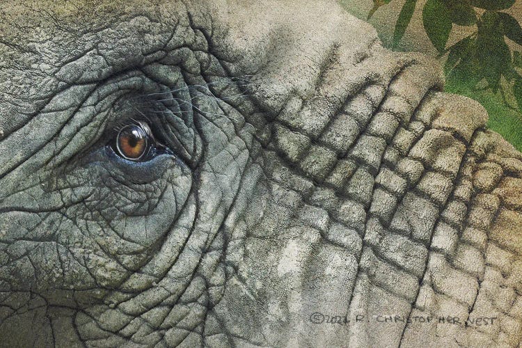 Elephant Eye by Christopher Vest wall art