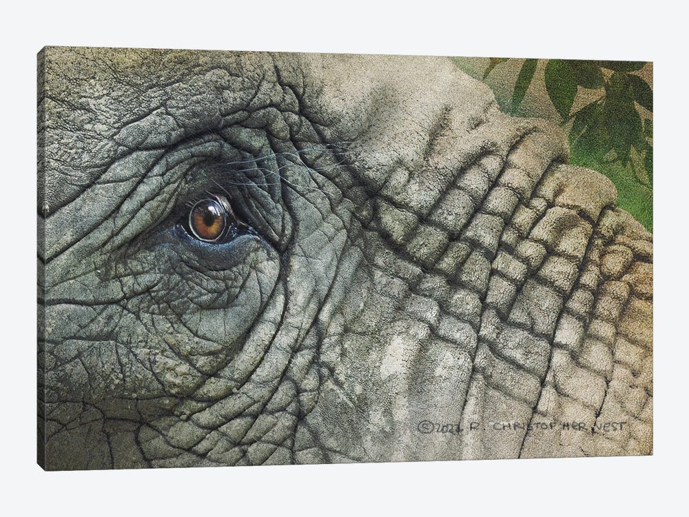 Elephant Eye by Christopher Vest 1-piece Canvas Artwork