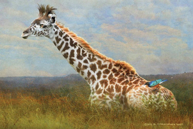 Giraffe And Starling