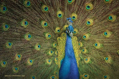 Peacock Display by Christopher Vest canvas print