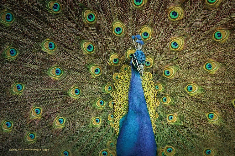 Peacock Display