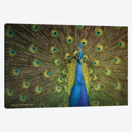 Peacock Display Canvas Print #CHV76} by Christopher Vest Canvas Artwork