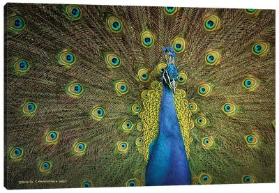 Peacock Display Canvas Art Print