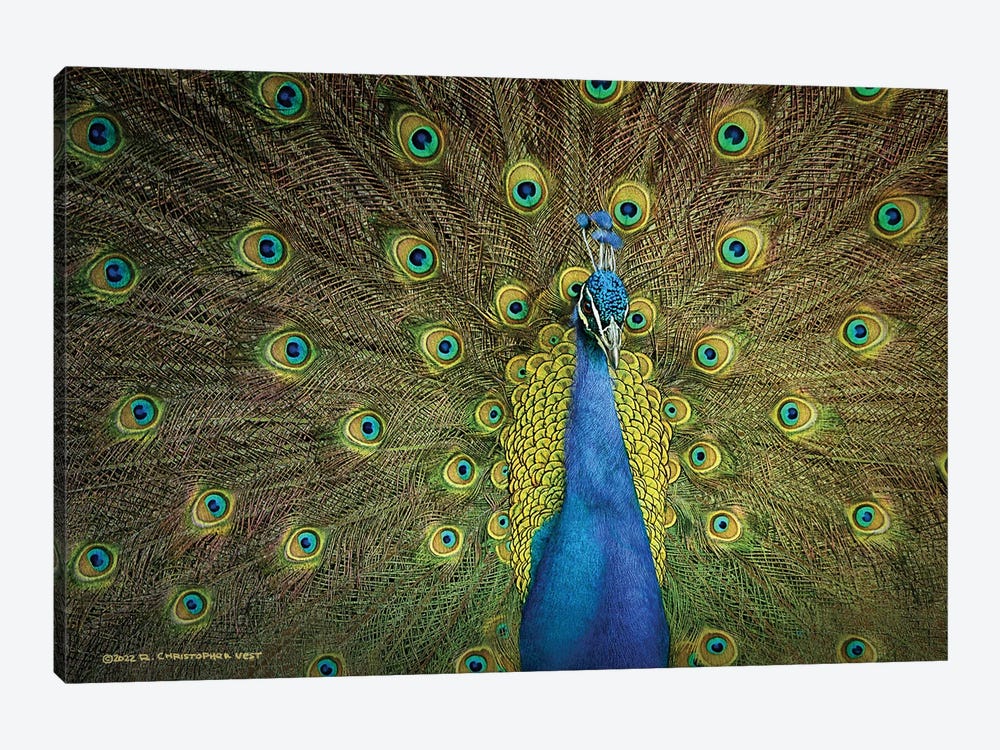 Peacock Display by Christopher Vest 1-piece Canvas Wall Art