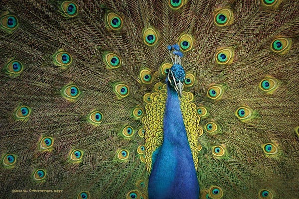 Christopher Vest: Peacock Display by Christopher Vest