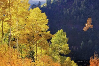 Screaming Down The Valley-Redtailed Hawk by Christopher Vest art print